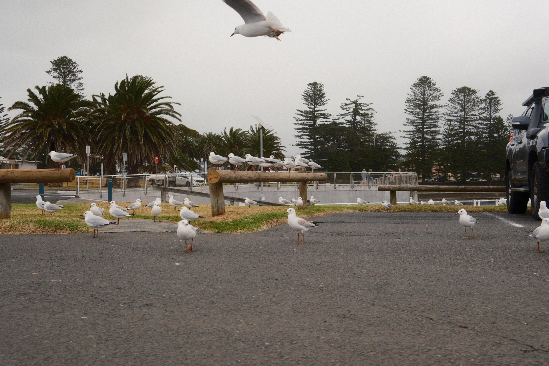 Kiama